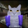 elkennypapulince