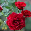 lan_anh718