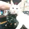 choco.milky6