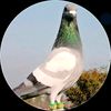 sadar.king.sadar