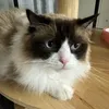 china_johnny