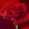 user87441129445.17