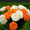 abdullayeva00065
