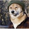 the.doge.of.wallstreet