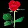 user88248248261