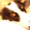 potteranimal.head