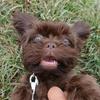 dieselthebrownshihtzu