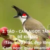 bicayko