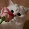 kspwbrucbqkcb