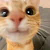kitaez_from_american1