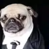 pug.elegante