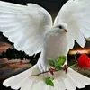 user4558178011260