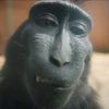 icoolmonky