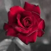 annanappo81