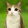 meowlunu