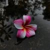 H🌸