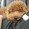 matchaiudau_24
