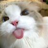 cicifaii