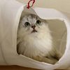 kittydoll852