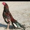 tahir.thaheem