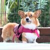 juniorthecorgi6