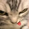 meowwyiee