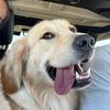 chipthegoldenboy