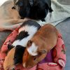 justmeandmyguineapigs