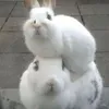 xinnihy