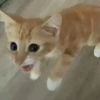 hi556679