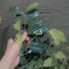shamas.udeen6