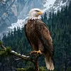 eagle4292