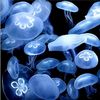 jellyfisheater0