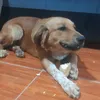 dog29383892