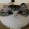 komaru_cat2