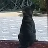 skibiditoilet...iachayy