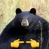 bchdng421
