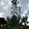 fofo_066