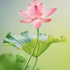 phapluanthuongchuyen7