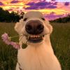 alan2016.04.30