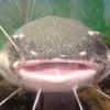 analnyi_terminator228