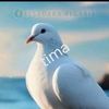 tima2488194949496