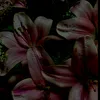 aycha0300