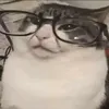 gatito.de.oclito