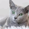 whitecatlove_