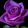 rouf.khan8