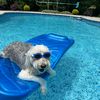 rrlittledog