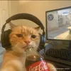 fghvftyhhctyhb76