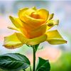 user6105682009599