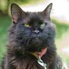 ilove_silly_cats